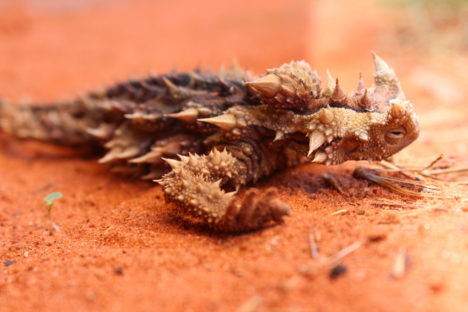  Thorny Devil (Moloch horridus). Alice Springs Reptile Centre