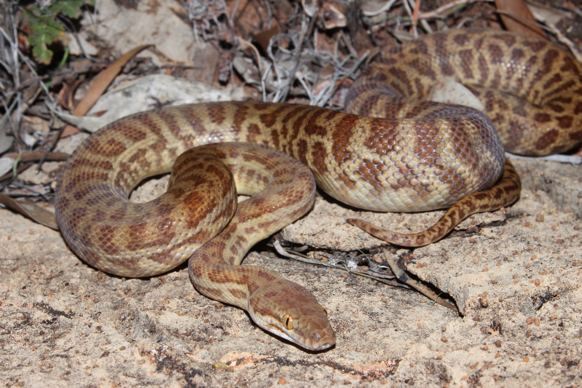 Stimson's python (Antaresia stimsoni)