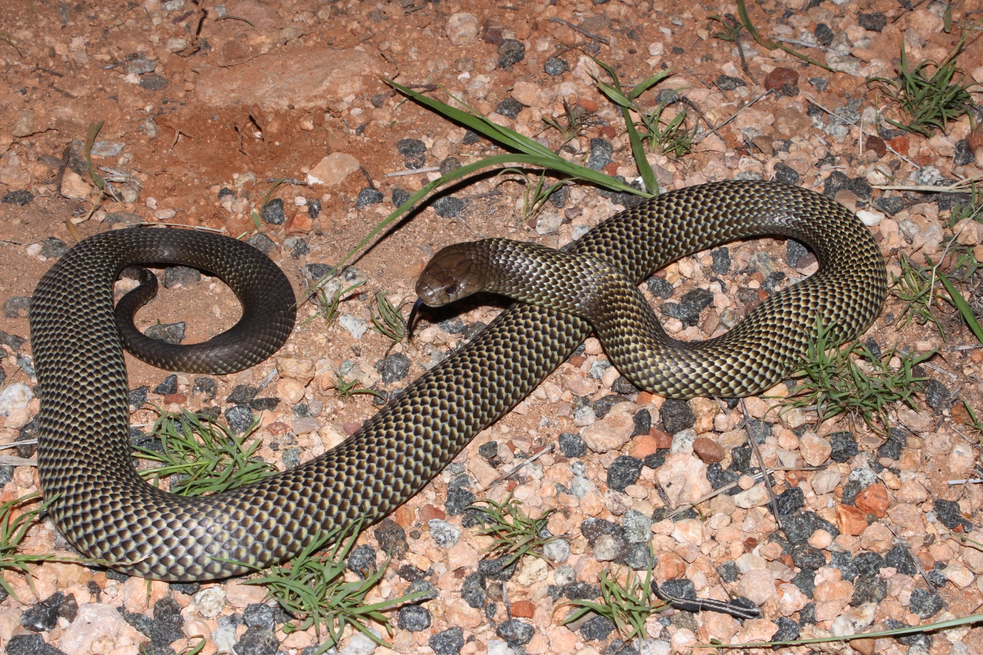 King Brown Snake (Pseudechis australis)