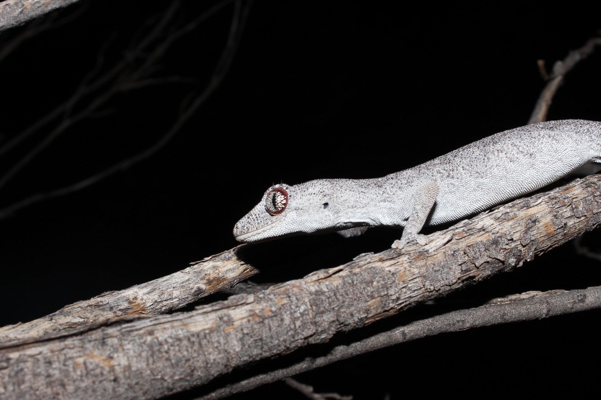 Northern Spiny-tailed Gecko's (Strophurus ciliaris ciliaris)