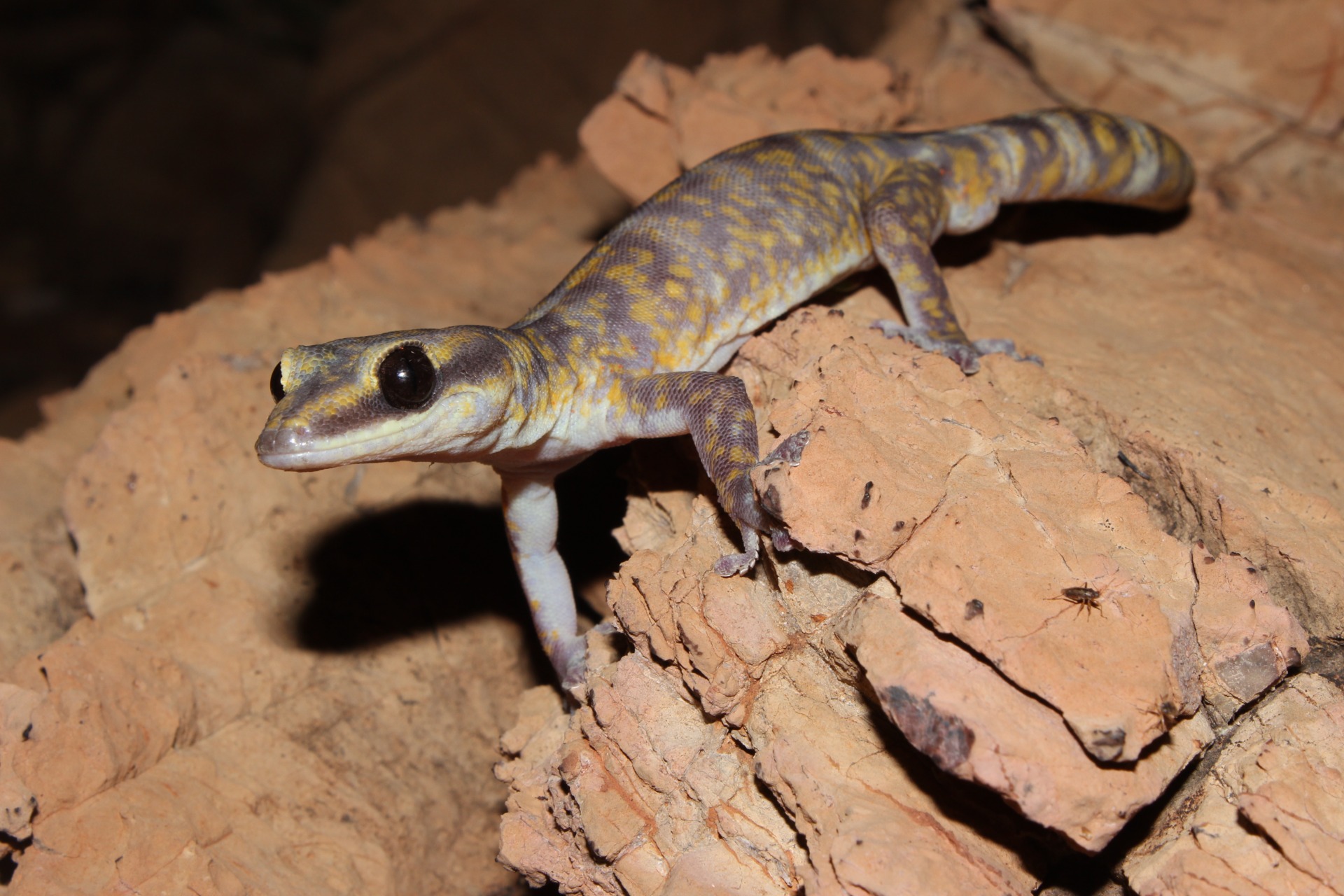 Marbled Velvet Gecko (Oedura marmorata)