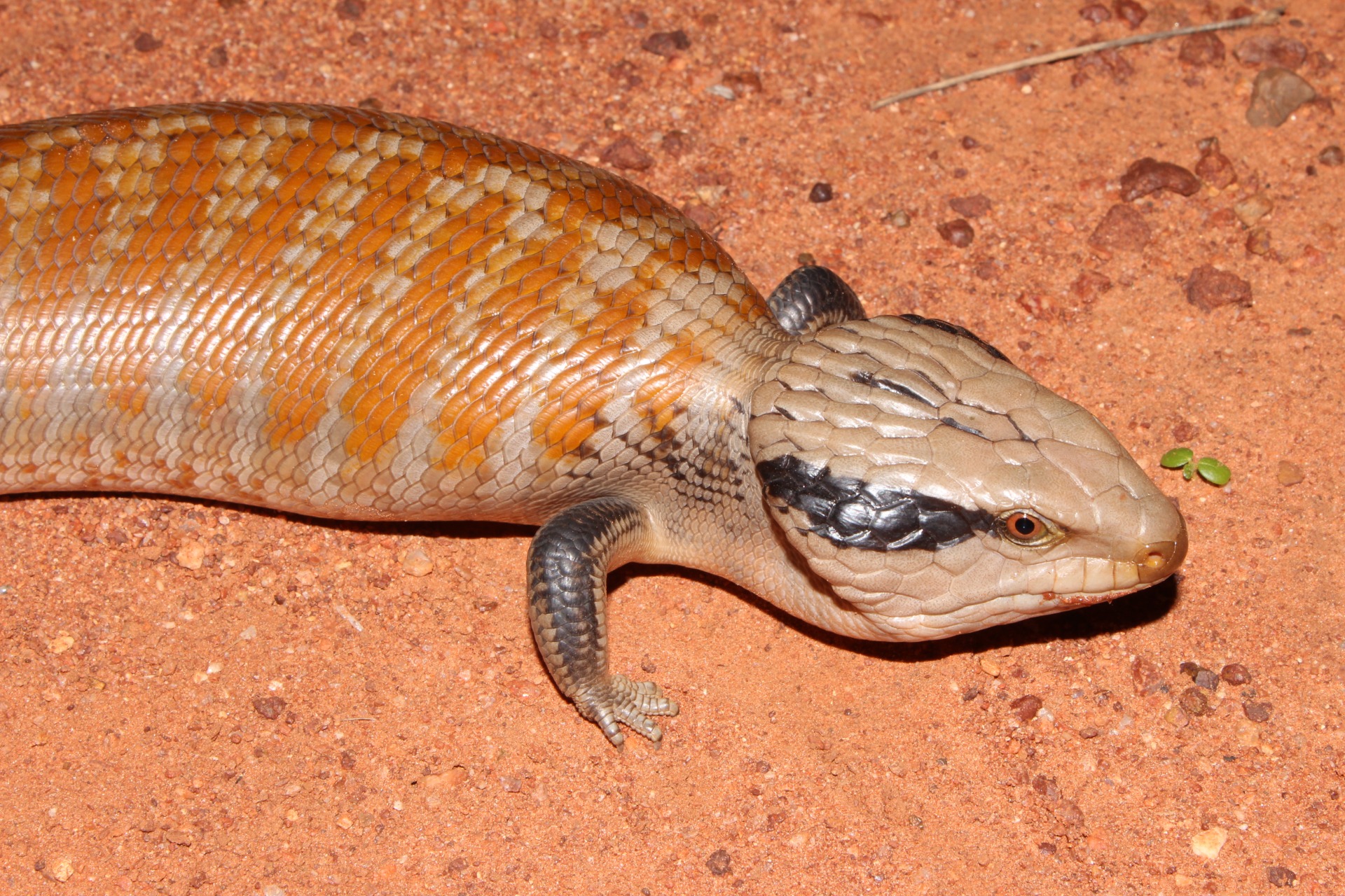 Central blue-tongued Skink (Tiliqua multifasciata)