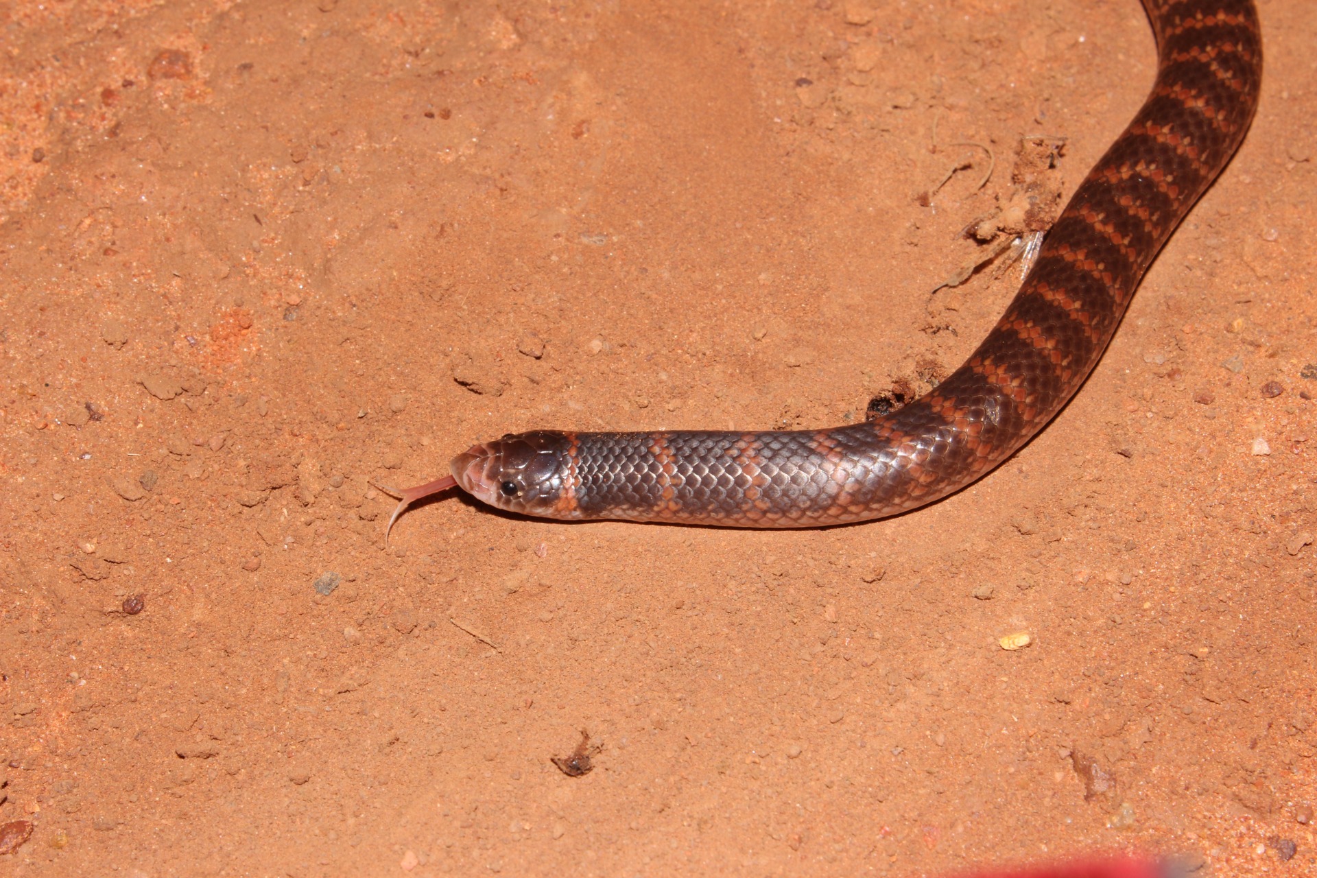 Northern Shovel-nosed Snake (Brachyurophis roperi)