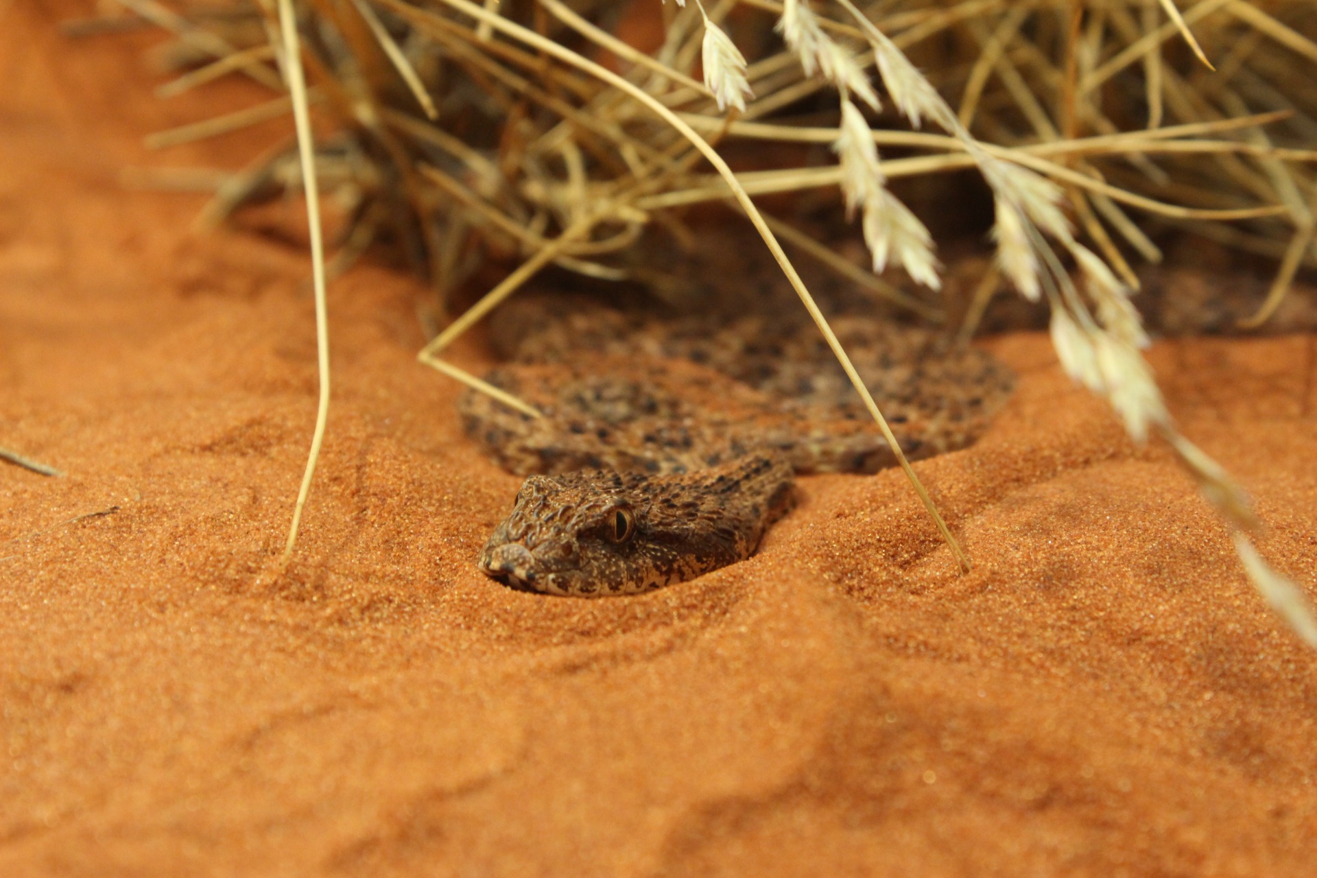 Desert Death Adder (Acanthophis pyrrhus). Alice Springs Reptile Centre