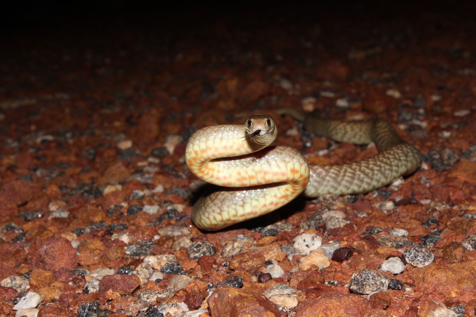 Western Brown Snake (Pseudonaja mengdeni)